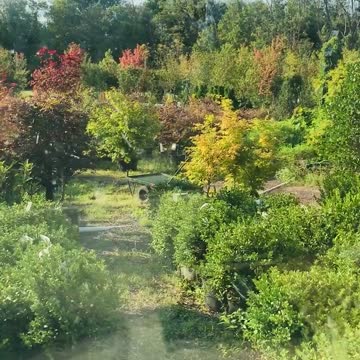 Trade trees and shrubs I grow for videos from Kensington pa