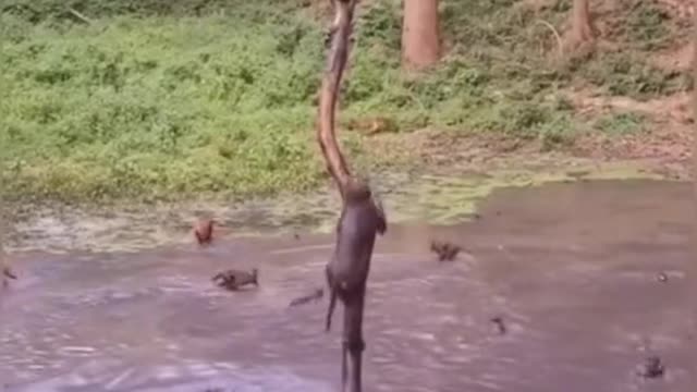 FUNNY ANIMAL #shorts #funny #fun #funnyvideo #tiktok #tiktokvideo