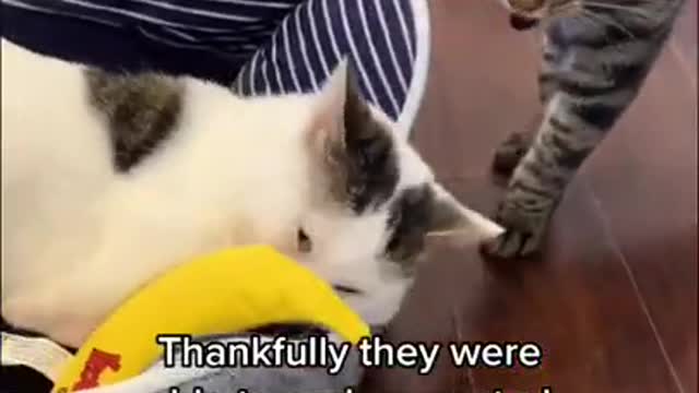 Baby Cats - Cute and Funny Cat Videos Compilation #34 | Aww Animals