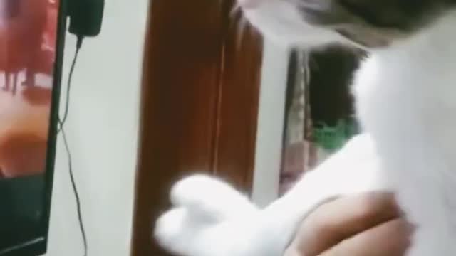 My little kitten dancing on tollywood song