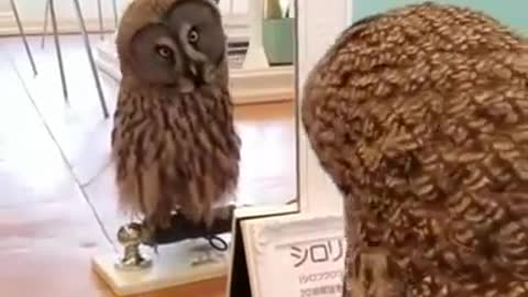 An owl start to copy the other's activities