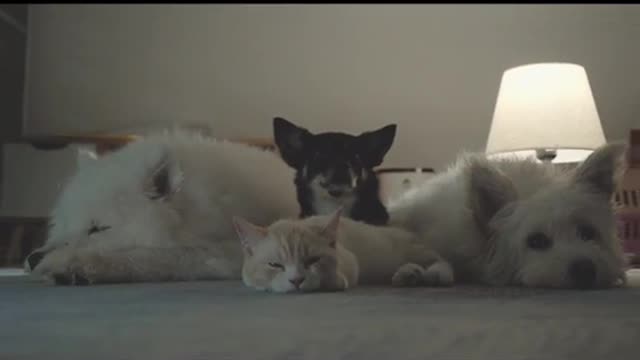 FunnyPetsToday,Funny Cat You Might Never See Before, part115