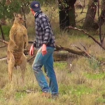 Man_ rescues _Dog _From_ Fierce _Kangaroo