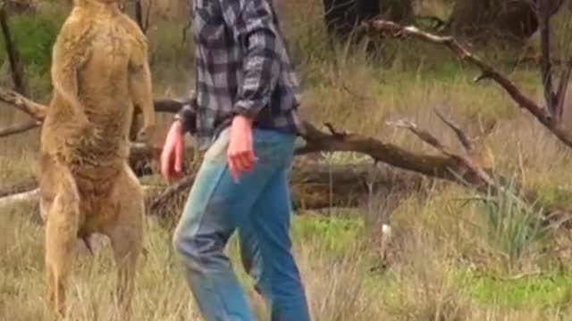 Man_ rescues _Dog _From_ Fierce _Kangaroo