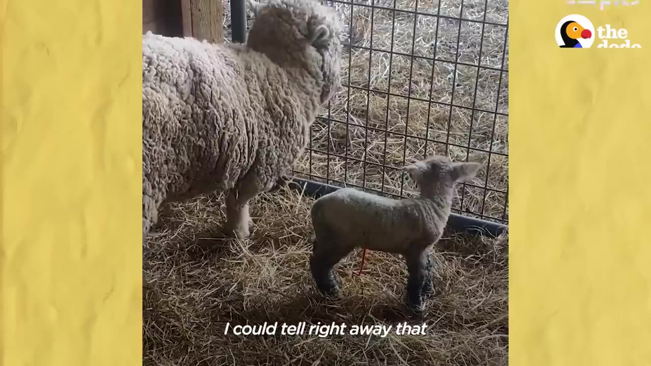 Dog Sees Tiny Lamb Crying And Decides To Adopt Her _ The Dodo Odd Couples