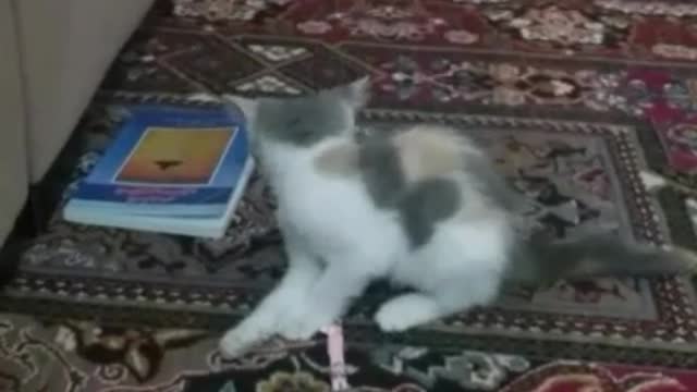 Cat jumping around a pink belt