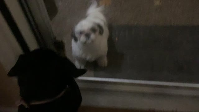 When your best dog friend comes to visit,
