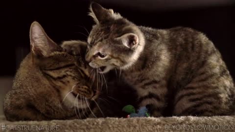 Cats in Slow Motion - HD compilation