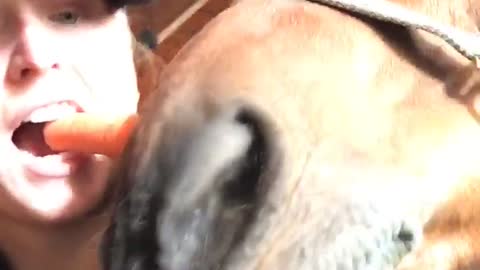 Feeding carrot to horse with mouth