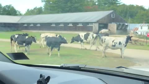 Kids Help Herd The Cows