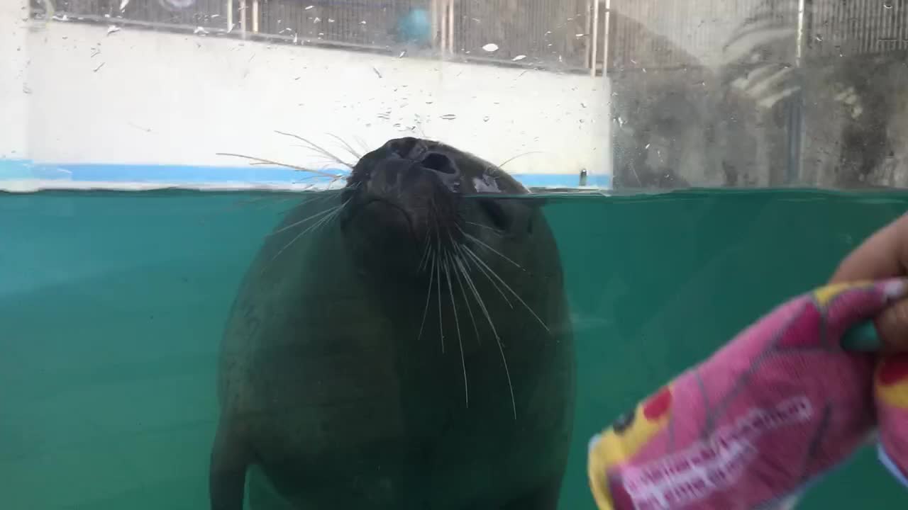 child of a shaky seal