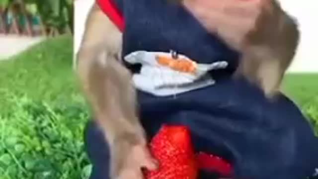 Monkey is eating strawberry