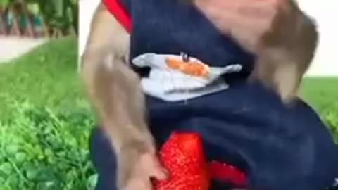 Monkey is eating strawberry