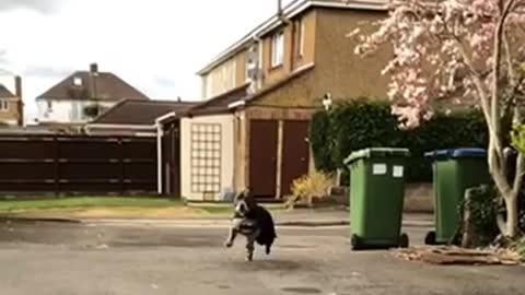 Bat dog in slow motion