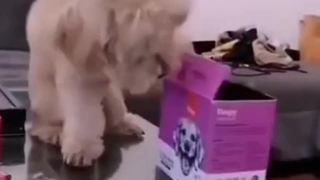 DOGS Funny short Video