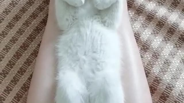 Cute petite cat in relaxing mode 😌😌// #trending