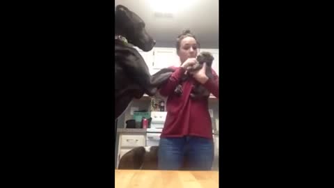 Great Dane Extremely Jealous Of New Puppy