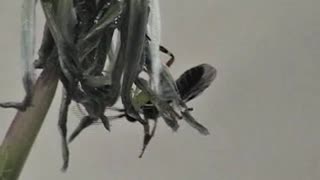 Ichneumon Wasp