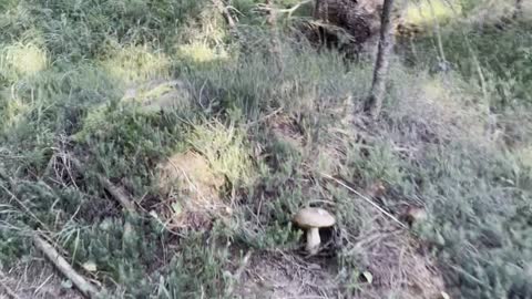 Two Boletes In the Woods of Trentino