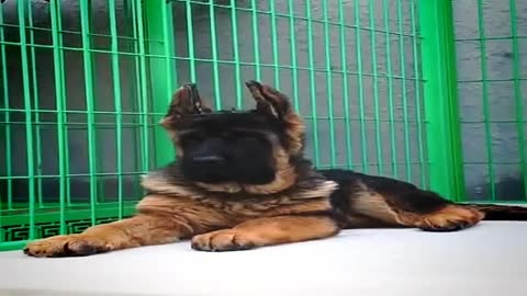 الكلب الراعي الألماني الصيني Chinese German Shepherd