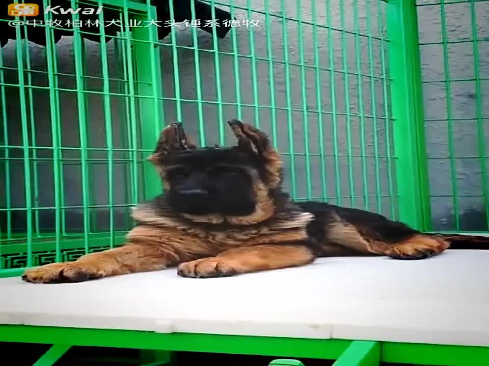 الكلب الراعي الألماني الصيني Chinese German Shepherd