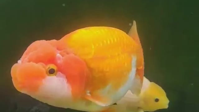 Goldfish 50