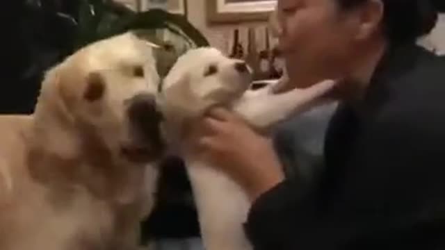 Old puppy jealous of new puppy