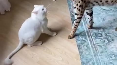 Sorry little bro - cat VS jaguar- funny - tiktok 😂 🤣 😜 🤪 #shorts