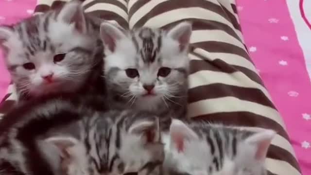 Mother cats gather their babies, it's a wonderful thing