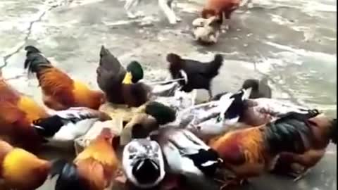 Chicken VS Dog Fight - Funny Dog and Chicken Fight Videos