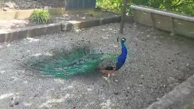 Peacock feathers fully opened