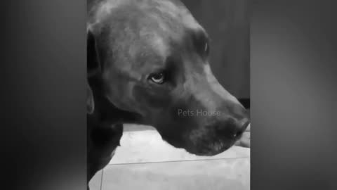 Dog🐕reaction😳to cutting🔪cake 😍