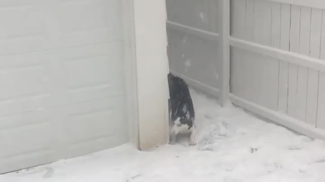 Husky dogs play hide-and-seek in the snow