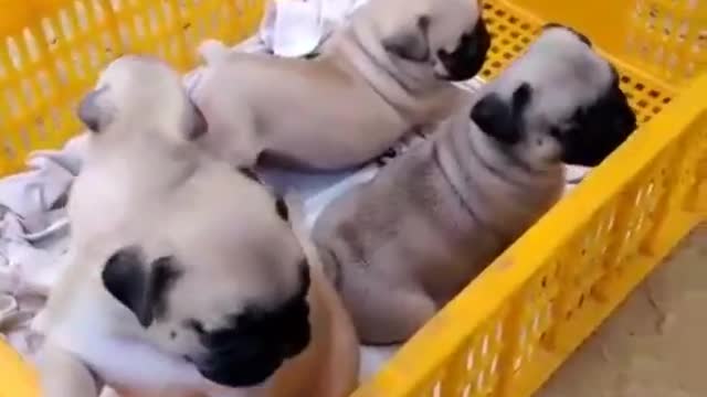 four puppies