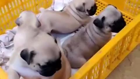 four puppies