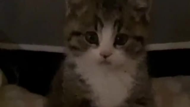 cute cat