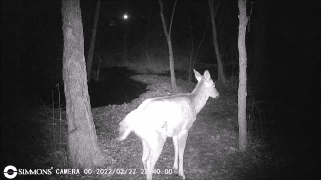 Backyard Trail Cam - Deer at Pond Cam