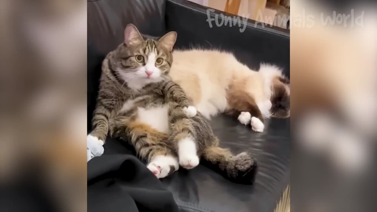 funny cats