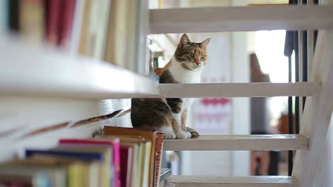 Young cat sitting on the stairs