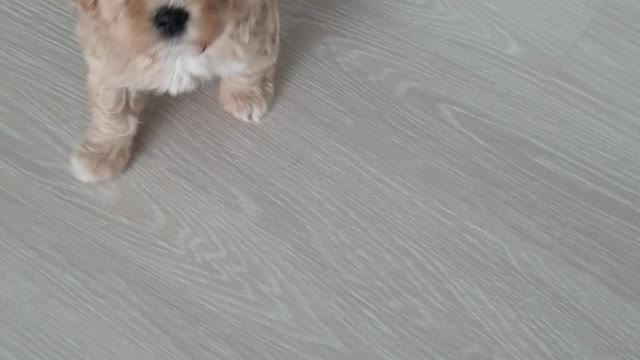 a cute puppy that follows.