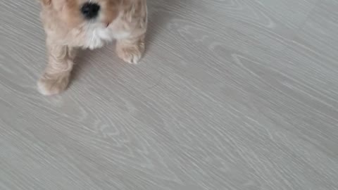 a cute puppy that follows.