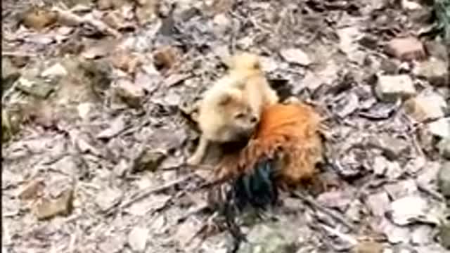 Dog fight with chicken funny