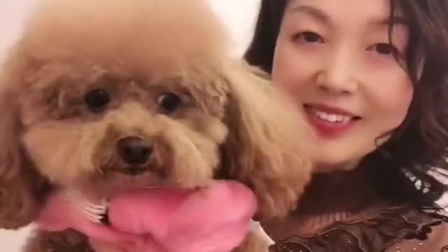 Cute Dog Moments |JohnnyyEnglish