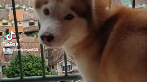 Husky get a surprise from a big meow!....#inshort #husky #dogs #instagram #tiktokvideo #twiter