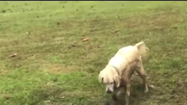 Dog Catches Huge Catfish.