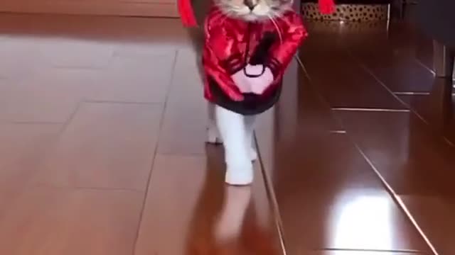 Cute cat model catwalk with many costume