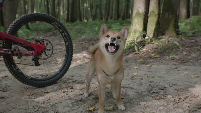 A wooden dog that bites a wooden stick