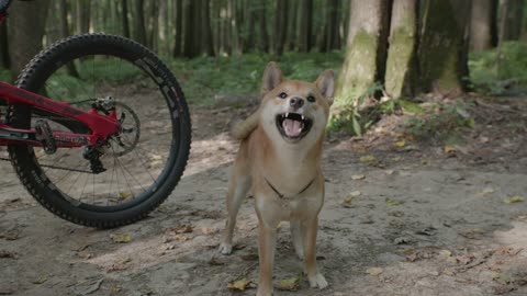 A wooden dog that bites a wooden stick
