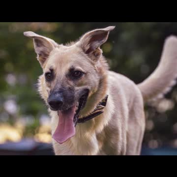 Dogs & puppies facts