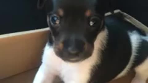 crying puppy